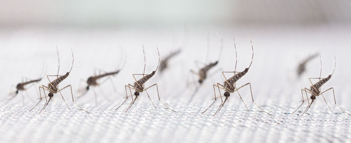 机器人技术满足医疗保健需要：找到寨卡流行病的根治方法 蚊子分类