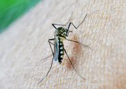 mosquito-borne-zika-virus
